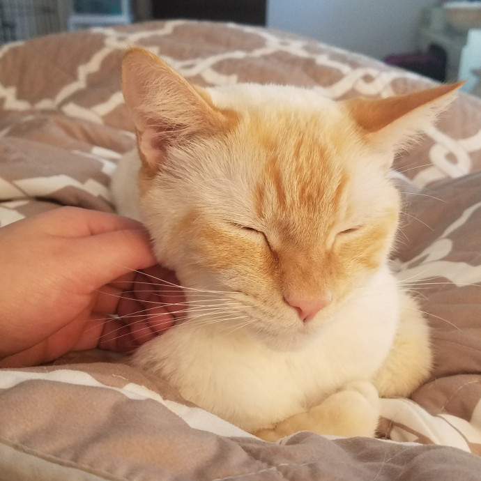Sydel The Kitty Auntie