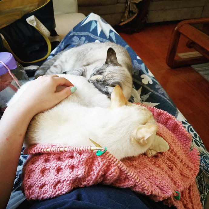 Sydel The Kitty Auntie
