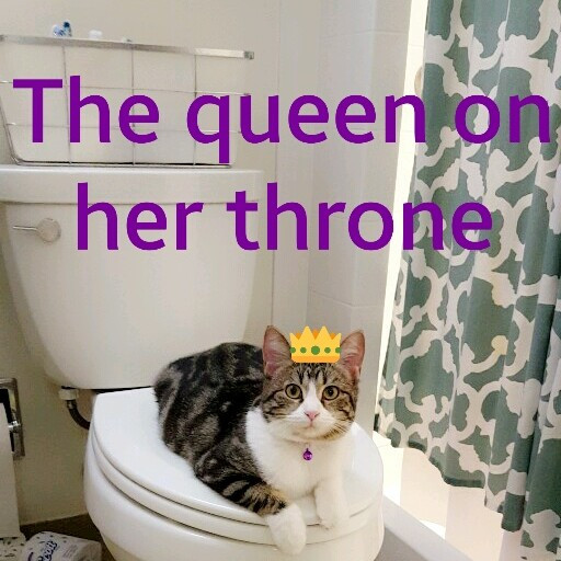 Sydel The Kitty Auntie