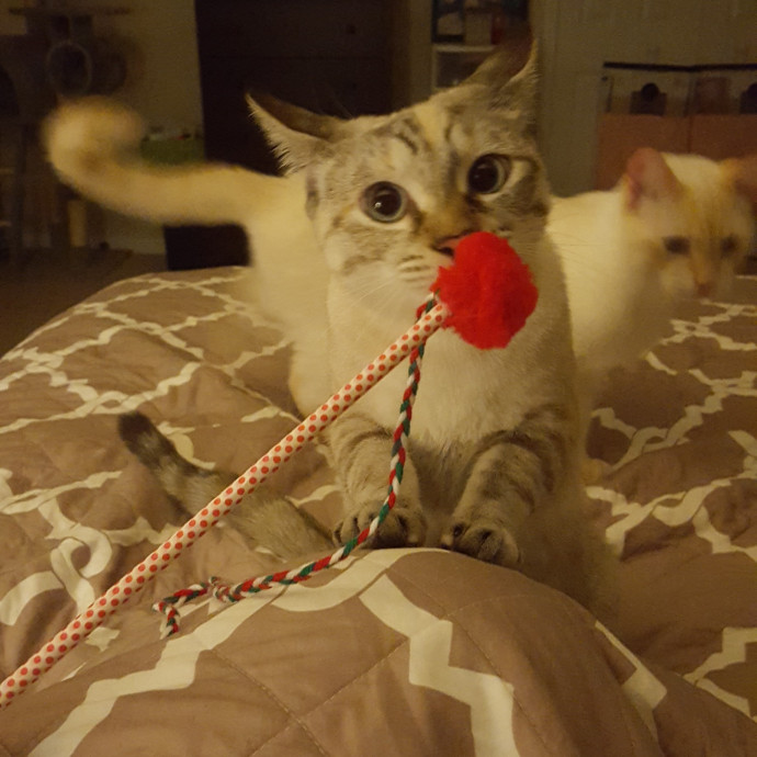 Sydel The Kitty Auntie