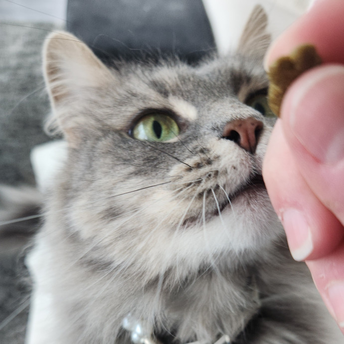 Sydel The Kitty Auntie
