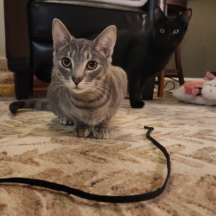 Sydel The Kitty Auntie