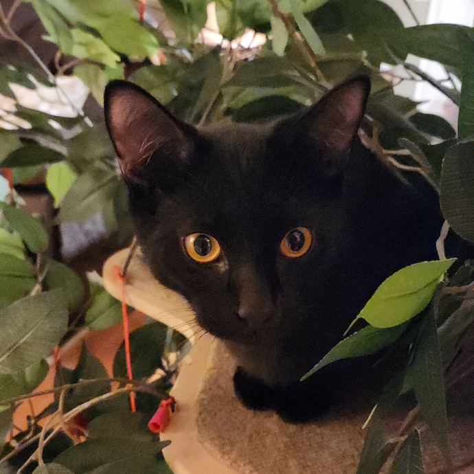 Sydel The Kitty Auntie
