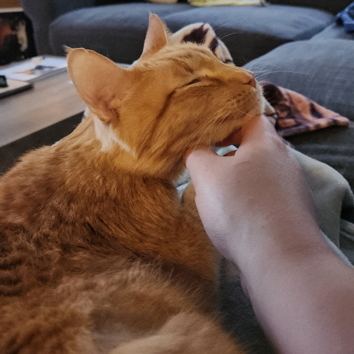 Sydel The Kitty Auntie