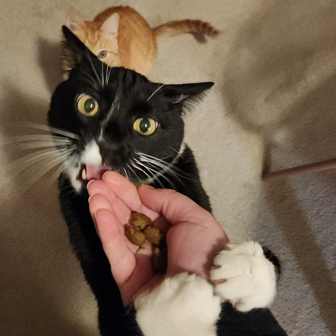 Sydel The Kitty Auntie photo 3