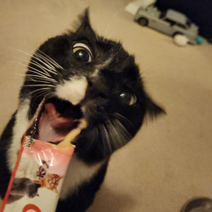 Sydel The Kitty Auntie photo 2