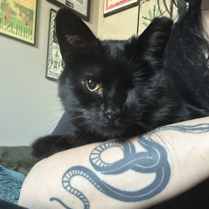 Purr-Fectly Karly - The Cat Whisperer Extraordinaire