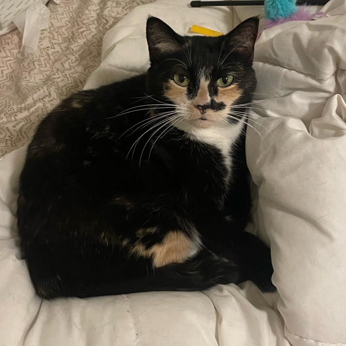 Cat Snuggling And Biscuit Making