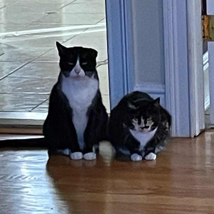 Cat Snuggling And Biscuit Making