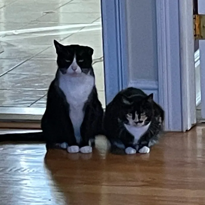 Cat Snuggling And Biscuit Making