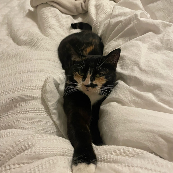 Cat Snuggling And Biscuit Making