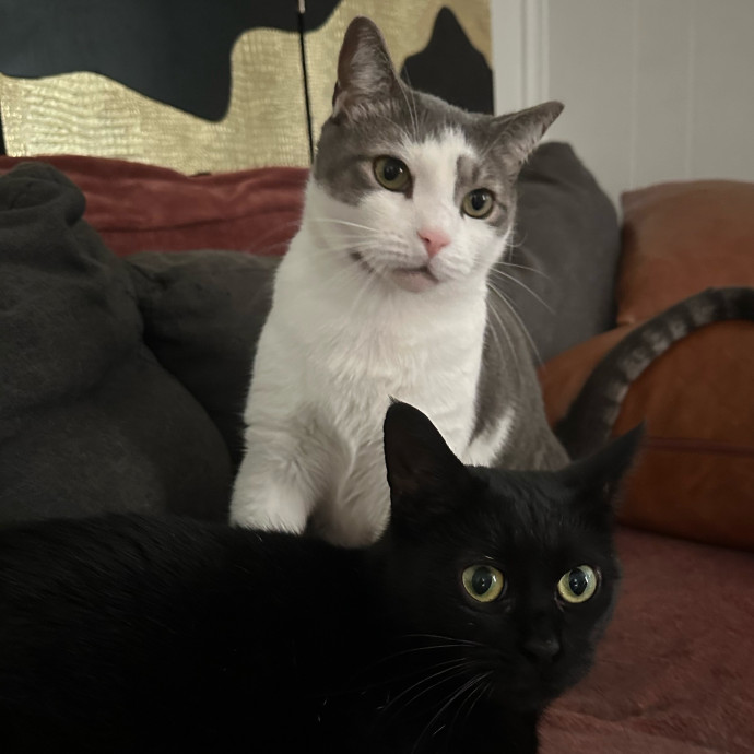 Sarah's Kitty Sitting photo 3
