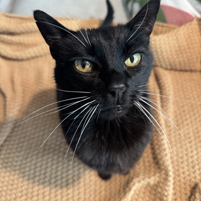 Former Vet Tech And Cat Rescuer photo 2