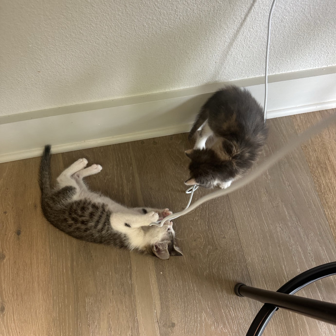 Cat Lover With 2 Cats