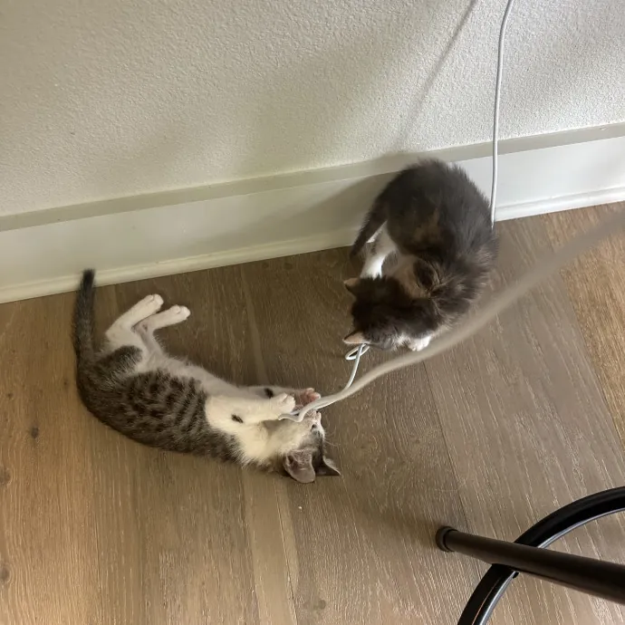 Cat Lover With 2 Cats