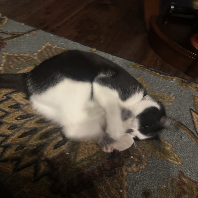 Cat Lover With 2 Cats