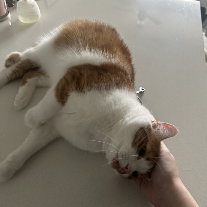 Cat Lover With 2 Cats