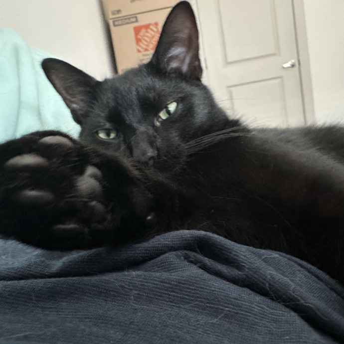 Cat Lover With 2 Cats photo 3