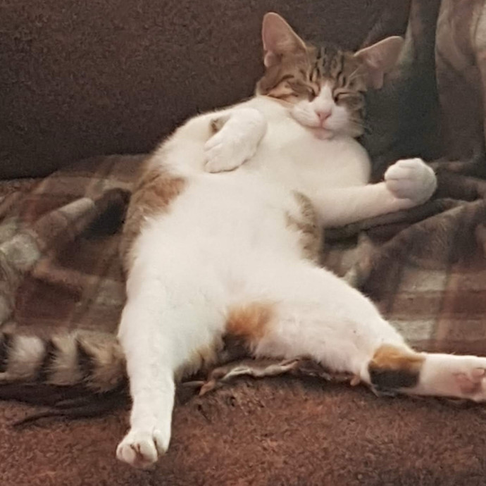 Sadia's Reilable Cat Sitting