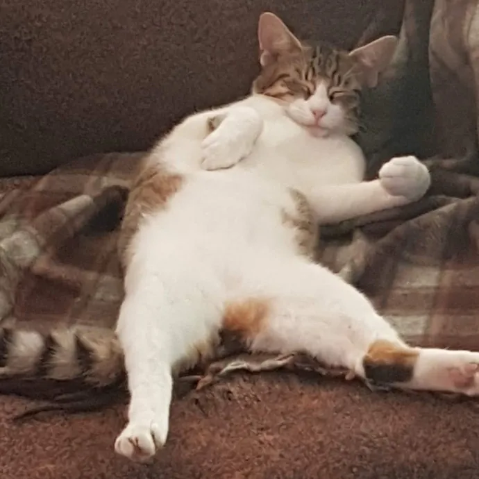 Sadia's Reilable Cat Sitting