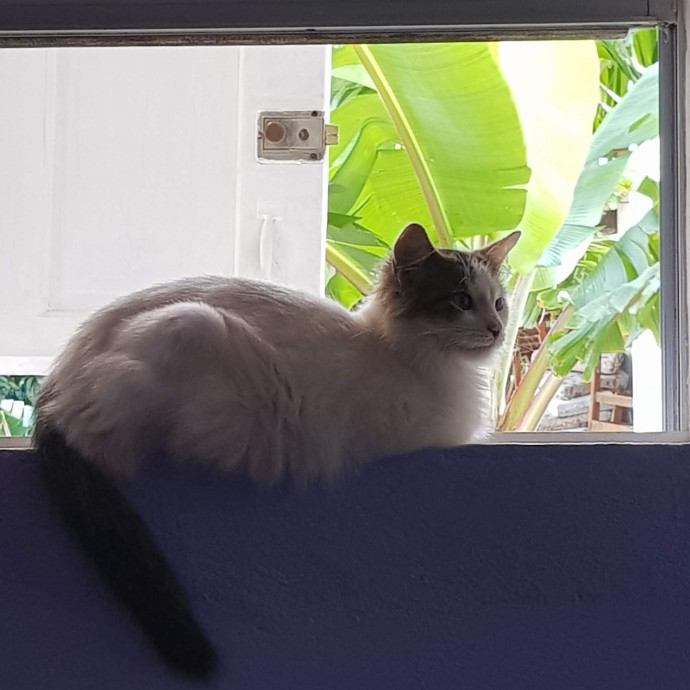 Sadia's Reilable Cat Sitting