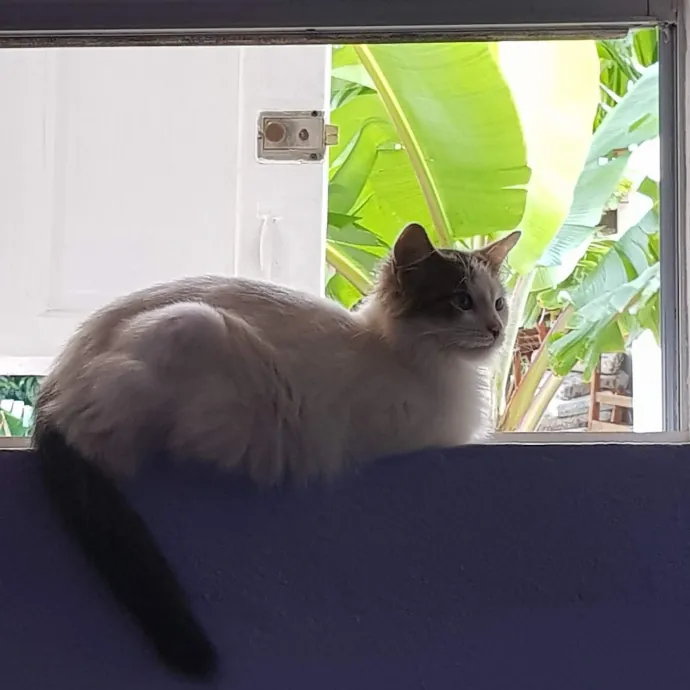 Sadia's Reilable Cat Sitting