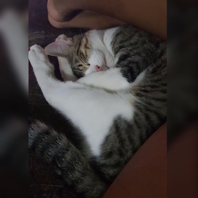 Sadia's Reilable Cat Sitting