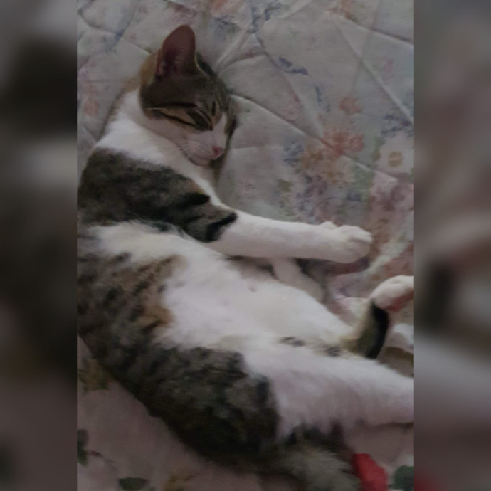 Sadia's Reilable Cat Sitting