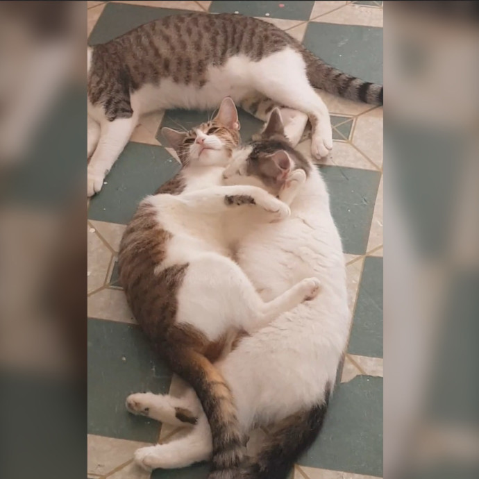 Sadia's Reilable Cat Sitting