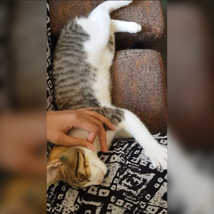 Sadia's Reilable Cat Sitting