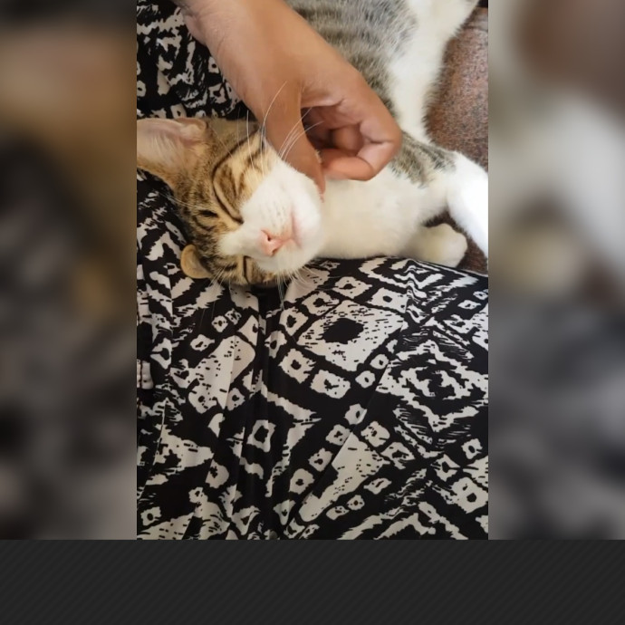 Sadia's Reilable Cat Sitting