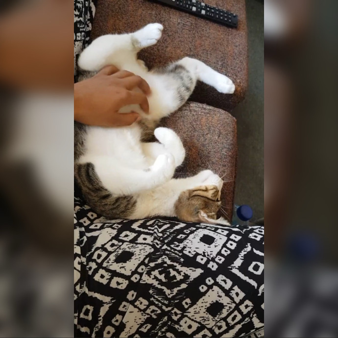 Sadia's Reilable Cat Sitting