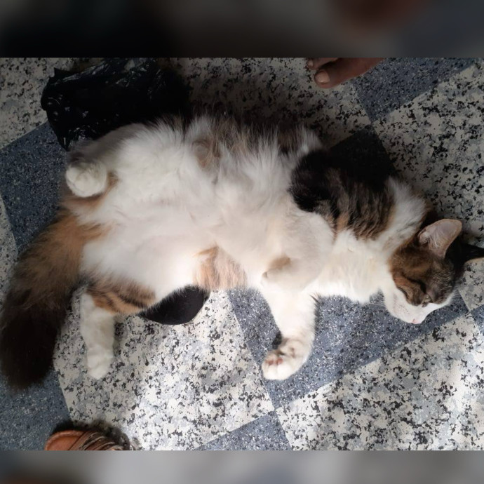 Sadia's Reilable Cat Sitting