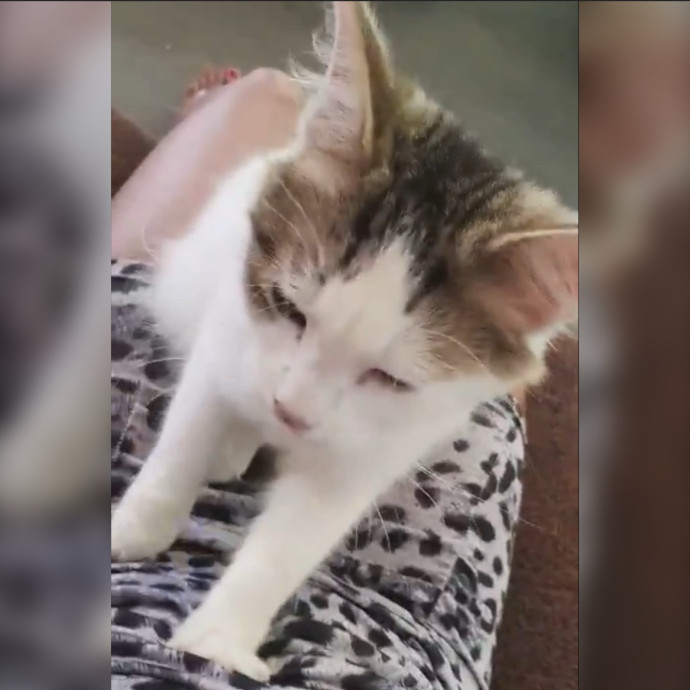 Sadia's Reilable Cat Sitting