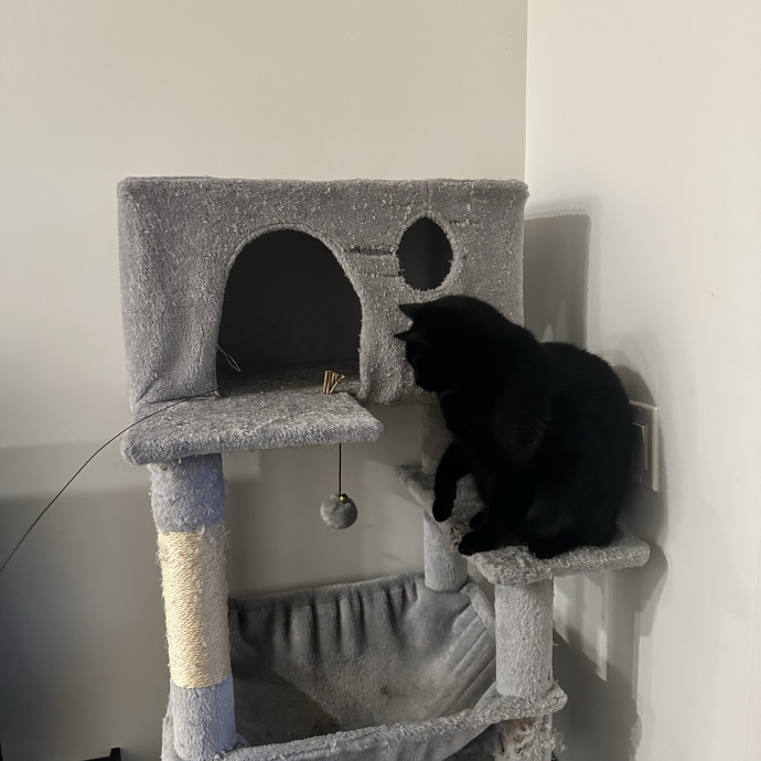 Sadia's Reilable Cat Sitting photo 3