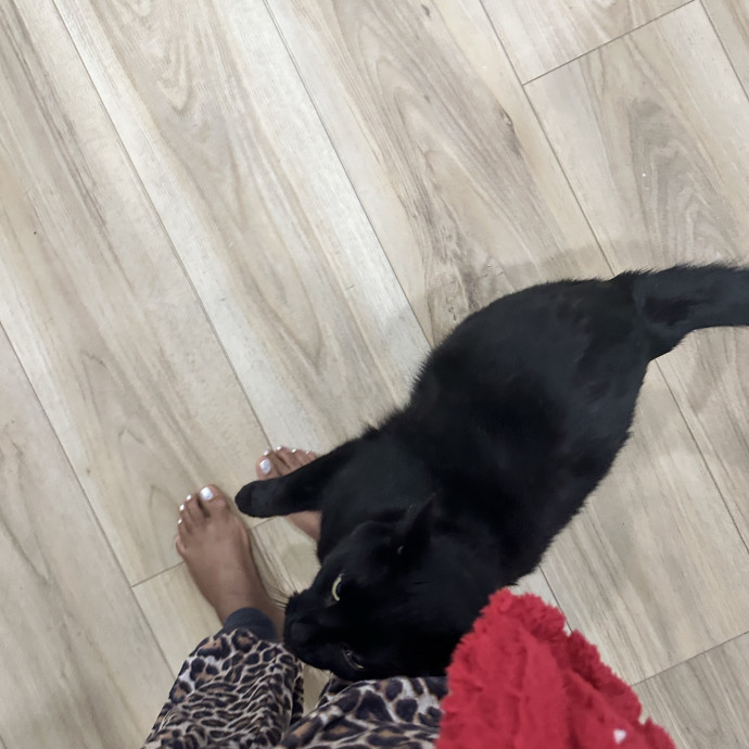 Sadia's Reilable Cat Sitting photo 2