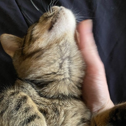 Artist Cat Lover The Purrfect Sitter