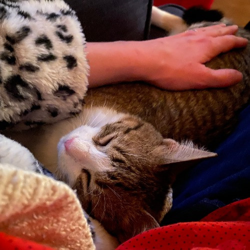 Artist Cat Lover The Purrfect Sitter