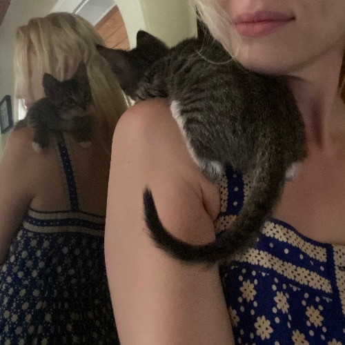 Artist Cat Lover The Purrfect Sitter