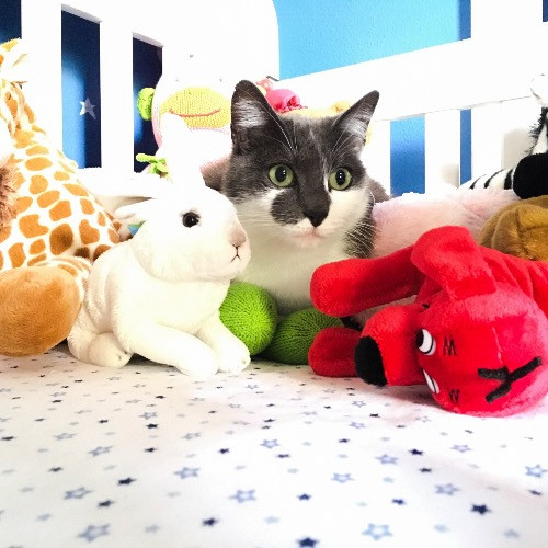 Artist Cat Lover The Purrfect Sitter