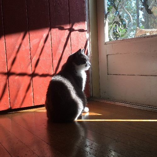 Artist Cat Lover The Purrfect Sitter