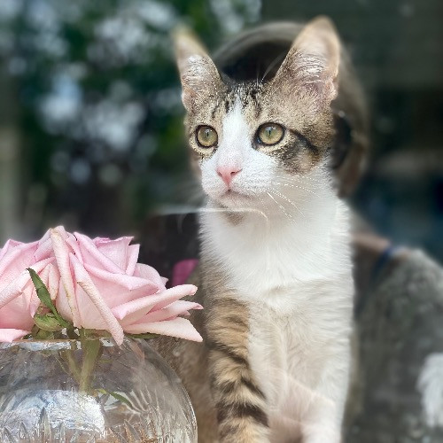 Artist Cat Lover The Purrfect Sitter