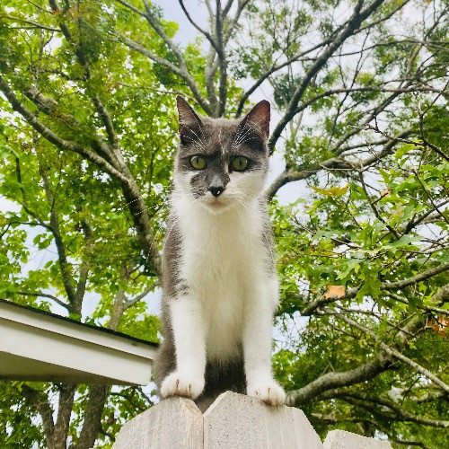 Artist Cat Lover The Purrfect Sitter