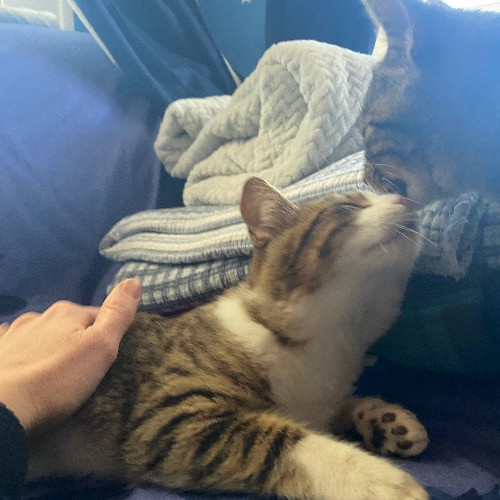Artist Cat Lover The Purrfect Sitter