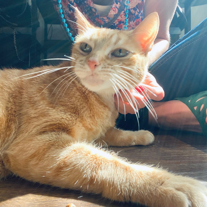 Artist Cat Lover The Purrfect Sitter