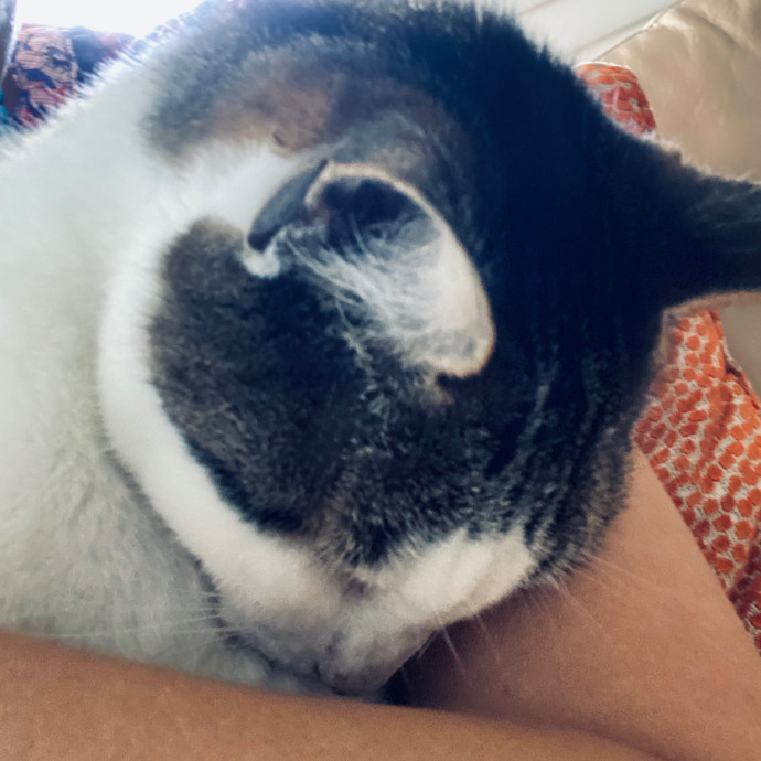 Artist Cat Lover The Purrfect Sitter