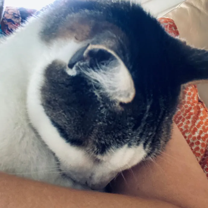 Artist Cat Lover The Purrfect Sitter