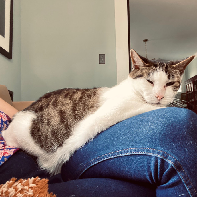 Artist Cat Lover The Purrfect Sitter