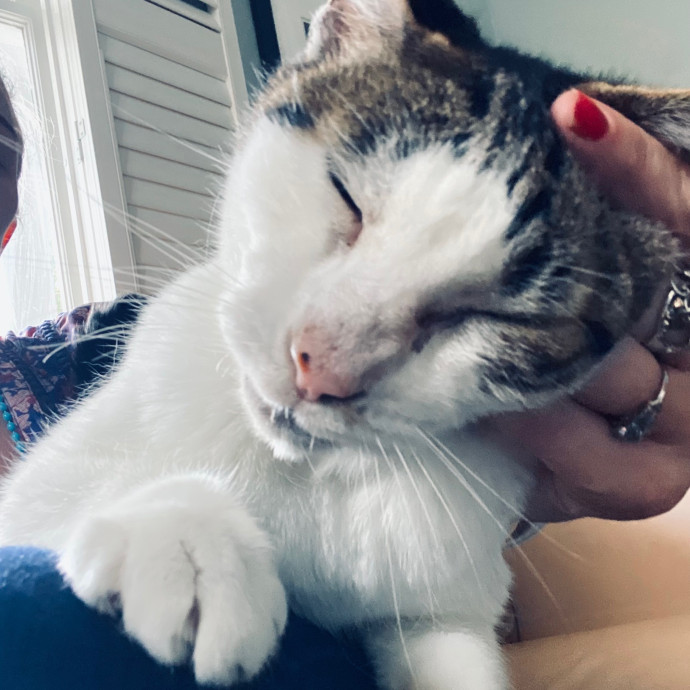Artist Cat Lover The Purrfect Sitter
