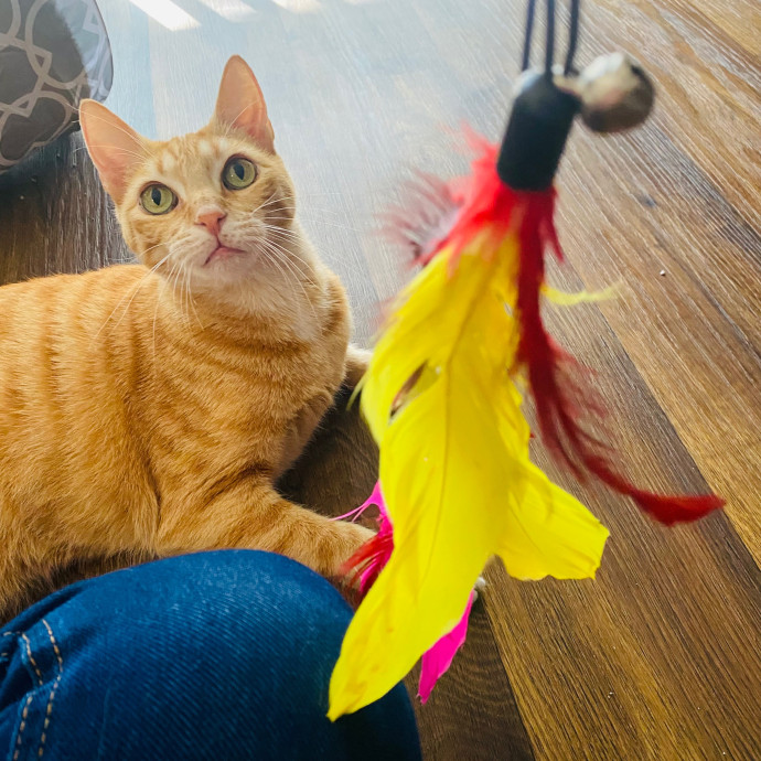 Artist Cat Lover The Purrfect Sitter